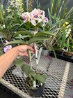 Rarer Form Brazil Cattleya Orchid Species Amethystoglossa Coerulea Full Bloom