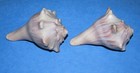 2 Beautiful Knobbed Whelk Sea Shells Beach House Decor Crafts Display  ss-v