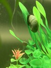     30 Blue Ramshorn Live Snails Freshwater Aquarium Pond Snail