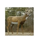 Flambeau Outdoors 5965ms Boss Buck - Masters Series Deer Decoy  New