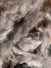 Raw Alpaca Fiber     Back     1st 2nd Cuttings  Not Sorted  Vm  5  Oz 