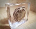 Large Octopus In Resin  Oddities  Curiosities  Octopus Vulgaris