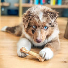 Healthy Edibles Natural Puppy Chews Long Lasting Treats For Puppies  Roast Beef 