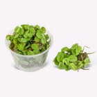 100  Water Spangles  salvinia Minima  Live Floating Aquarium Plant -easy-