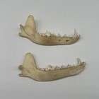 Coyote Jaw Bone Taxidermy Pair W teeth Cleaned For Display Or Education Fastship