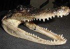 Real 5  Gator Head Off 3  Florida American Alligator Skull  Teeth Authentic