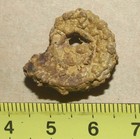 Catastroboceras Sp -limonite Shell  Coiled Nautiloid Cephalopod  Carboniferous