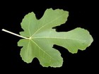 Fig Tree -  black Mission  - Fruiting Fig Tree - Ficus Carica