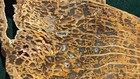 Beautiful Polished Petrified Wood W  Pocket Rot Agate Forts  Nickname  the Wolf 