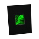 3d Jurassic Spitter Dinasaur 2-channel Hologram Picture Matted  Photopolymer
