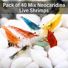 40  Live Cull Mix Neocaridina Freshwater Aquarium Shrimp For Beginners