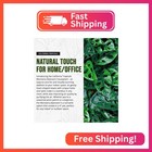 California Tropicals Monstera Adansonii Real Live Indoor Houseplants - Big Low L