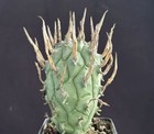 Euphorbia Schoenlandii   seedgrown
