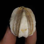 04 Echinodermata Blastoid  Deltoblastus Timorensis  From Timor  Indonesia  24mm