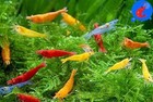 Shrimp Up Aquatics 20  Mixed Color Neocaridina Shrimp Live Freshwater Aquarium