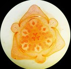 2 Antique Microscope  Slides  T s Bud Of Lily And Pine By Hornell And W watson