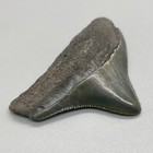 Oustanding Serrated 2 14  Posterior Fossil Megalodon Shark Tooth - Usa