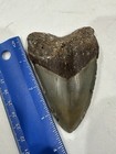 3 75    Megalodon Shark Tooth Fossil     Natural Wear     Authentic Prehistoric