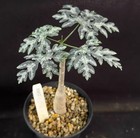 Raresucculent Plant Adenia Metamorpha Ownroot Wysiwyg Boutique Garden