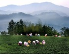 Taiwan Sun Moon Lake   Ruby Black Tea   All Natural   Tea Bags 25 Count