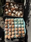 12  Fertile Chicken Hatching Eggs