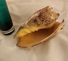 Cymbiola Imperialis Rare  Huge  8  Imperial Volute Philippines Great Condition 