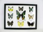 9 Beautiful Butterflies In Xl Showcase - Framed - Real - Taxidermy - Nice - M 06