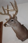 Whitetail Deer Head Shoulder Mount Taxidermy Cape Shed Antler Mule