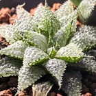 Haworthia Maraisii Succulent Plants Beautiful Plant One Of A Kind 5-6cm