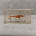Real Prawn Crustacean Specimen Suspended In Resin Block Shellfish Science