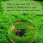 Premium Aquarium Plant Seeds For Planting     8 000  Live Mixed Seeds  4