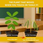  Seeds For     Touch-sensitive Plant That Closes Leaves Indoor Planting  2-pack 