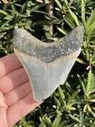 Natural Beautiful 3 21    Megalodon Tooth Fossil Shark Teeth