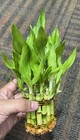 Bamboo Plant Live Real Plant Lucky Bambu Authentic
