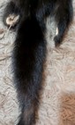 Just Tanned Fisher  Soft Silky Fur Hide pelt craft  Cabin   wild Country Leather