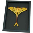 Real Comet Moth Argema Mittrei Resting Framed Taxidermy Moonlight Display