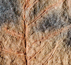 Unknown Very Unusual Lower Carboniferous Mississipian Plant Fossil Fertile Fern