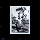 Old Vintage Photo Solo Teen Girl Standing In Field By Tree Original Snapshot