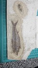 Fish Fossil Green River Formation Wyoming Lot Of Multiple 