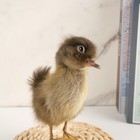 Domestic Duck Duckling Taxidermy Natural Oddities Curiosities Taxidermy Art