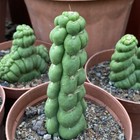 2pcs 8-10cm Succulent Cactus Plant Eulychnia Castanea Varispiralis Home Garden
