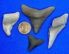 4 Megalodon Shark Teeth Fossil Black Creek  Clay Co  Florida Rare Site Authentic