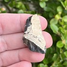 Basilosaurus Fossils- Harleyville Sc - Archaeocete - Eocene