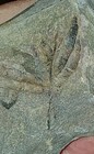Plant Fossil Leaf Impression   Imprint On Rock Matrix Specimen