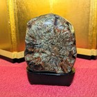 Suiseki Bonseki Bonsai Japanese Chrysanthemum Stone Neoya Gifu Prefecture 829g