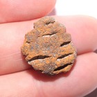Partial Metasequoia Pine Cone Fossil - Hell Creek Formation Cretaceous Beautiful