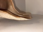 Giant Horse Conch   Triplofusus Huge 16    Monster Shell Large 1 7 Lbs
