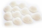 50 Beautiful Small White Ark Shells  1 25-1 5   Beach Wedding Decor Arts Crafts