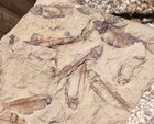 Sweet Knightia Alta  Fish Multiple  Eocene  Green River Fm  Green River Wyoming