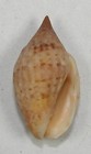 Voluta Barnesii 26 50mm Beautiful Specimen Playa De Coco  Pacific Costa Rica